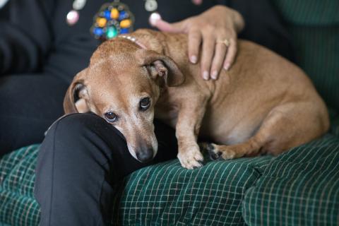 Dog on owners lap, looking at the camera